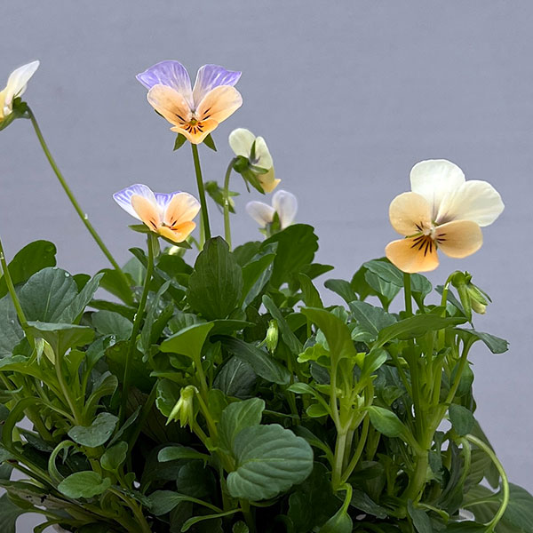 【お1人様1ポット】ビオラ:ビオレッタ ソワレ3.5号ポット