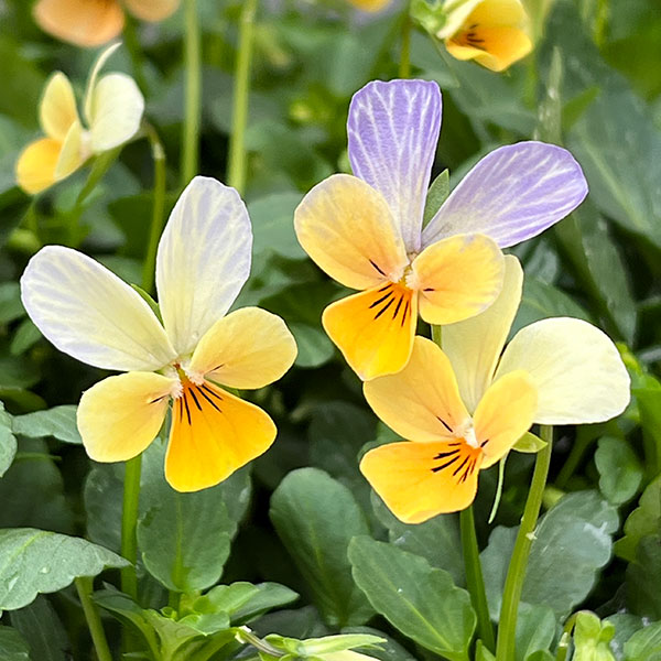 【お1人様1ポット】ビオラ:ビオレッタ ソワレ3.5号ポット