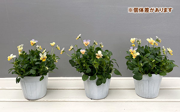 【お1人様1ポット】ビオラ:ビオレッタ ソワレ3.5号ポット