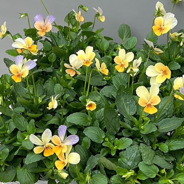 【お1人様1ポット】ビオラ:ビオレッタ ソワレ3.5号ポット