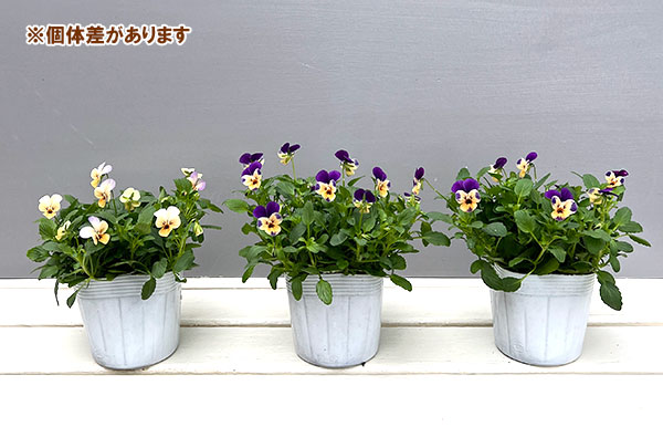 【お1人様1ポット】ビオラ:ビオレッタ モーブパンプキン3.5号ポット