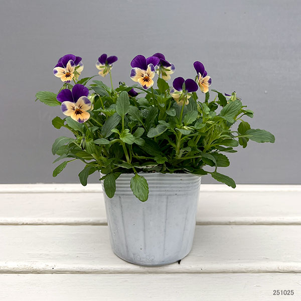 【お1人様1ポット】ビオラ:ビオレッタ モーブパンプキン3.5号ポット