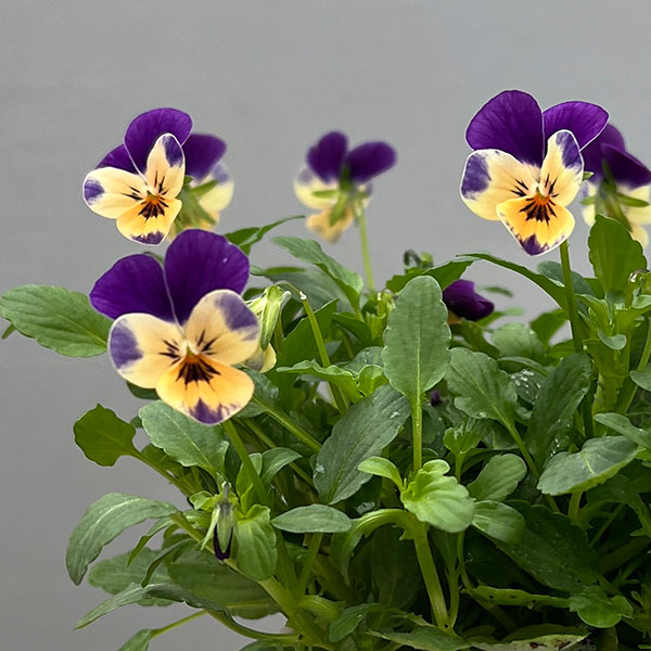 【お1人様1ポット】ビオラ:ビオレッタ モーブパンプキン3.5号ポット