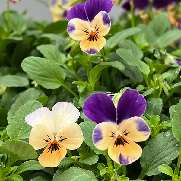 【お1人様1ポット】ビオラ:ビオレッタ モーブパンプキン3.5号ポット