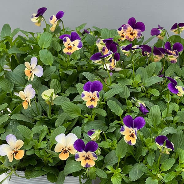 【お1人様1ポット】ビオラ:ビオレッタ モーブパンプキン3.5号ポット