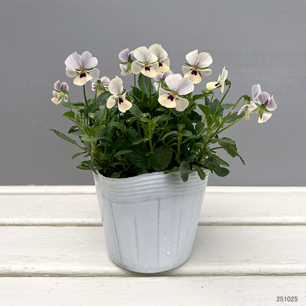 LA14♥ビオラレディ ♥希少♥人気品種♥花苗ポットごと発送♥パンジー