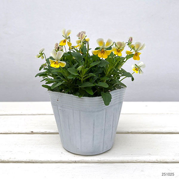 【お1人様1ポット】ビオラ:ビオレッタ ミルクパイン3.5号ポット