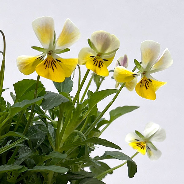 【お1人様1ポット】ビオラ:ビオレッタ ミルクパイン3.5号ポット