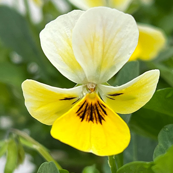 【お1人様1ポット】ビオラ:ビオレッタ ミルクパイン3.5号ポット