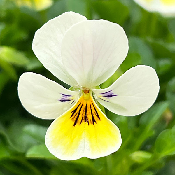 【お1人様1ポット】ビオラ:ビオレッタ ミルクパイン3.5号ポット