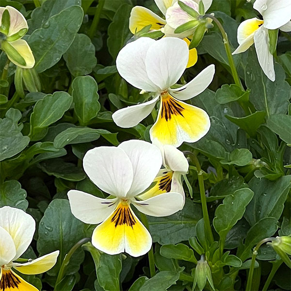 【お1人様1ポット】ビオラ:ビオレッタ ミルクパイン3.5号ポット