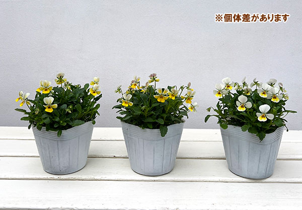 【お1人様1ポット】ビオラ:ビオレッタ ミルクパイン3.5号ポット