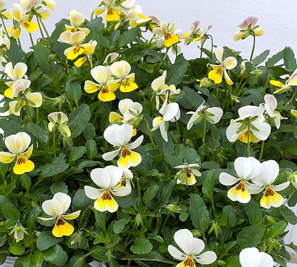 【お1人様1ポット】ビオラ:ビオレッタ ミルクパイン3.5号ポット