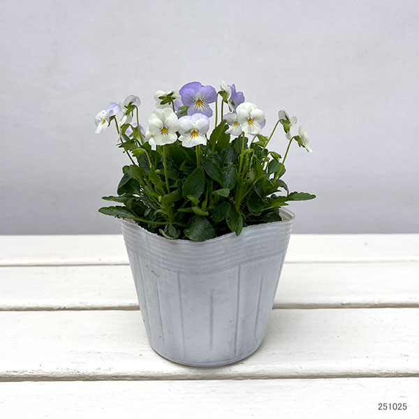 【お1人様1ポット】ビオラ:ビオレッタ ブルーハワイ3.5号ポット