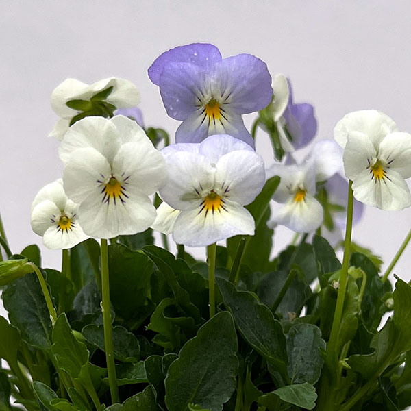 【お1人様1ポット】ビオラ:ビオレッタ ブルーハワイ3.5号ポット