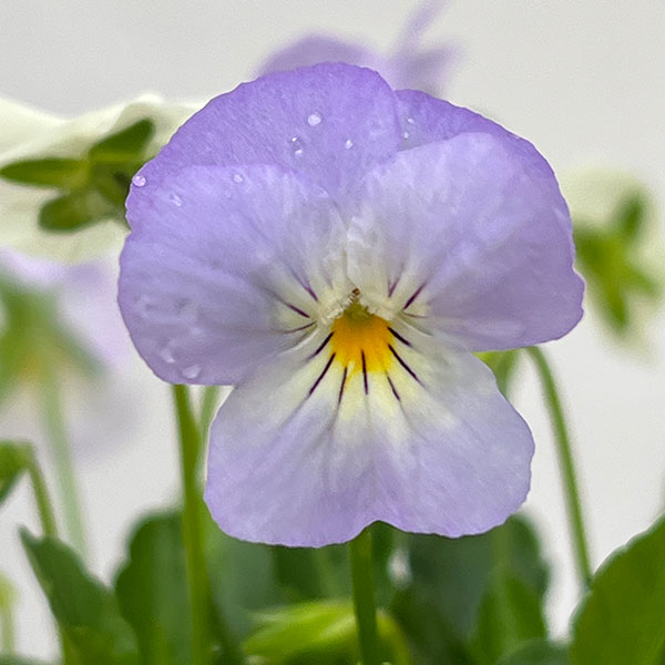 【お1人様1ポット】ビオラ:ビオレッタ ブルーハワイ3.5号ポット