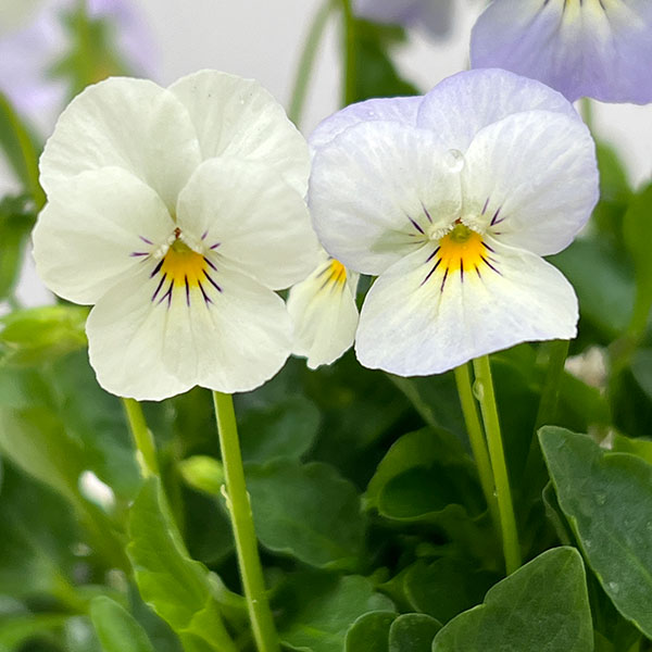 【お1人様1ポット】ビオラ:ビオレッタ ブルーハワイ3.5号ポット