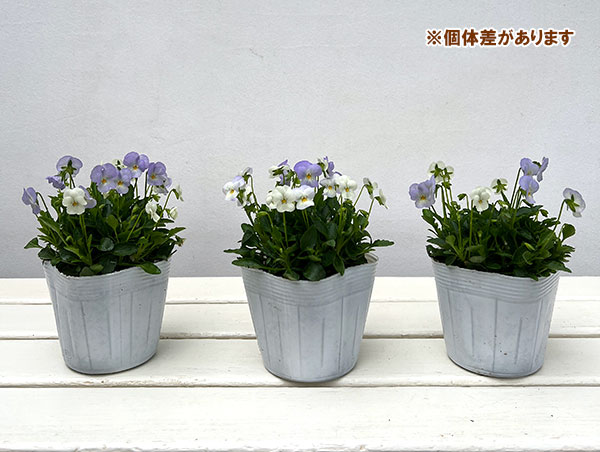 【お1人様1ポット】ビオラ:ビオレッタ ブルーハワイ3.5号ポット