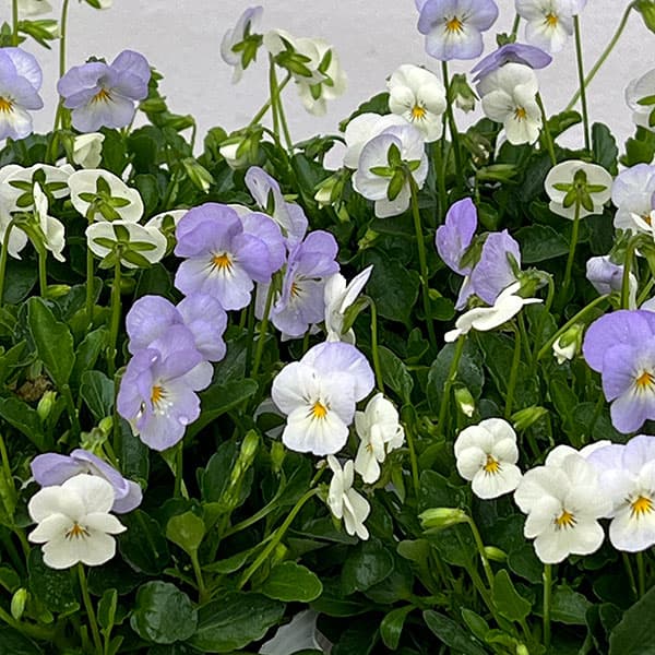 【お1人様1ポット】ビオラ:ビオレッタ ブルーハワイ3.5号ポット