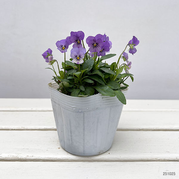 【お1人様1ポット】ビオラ:ビオレッタ ミスティックブルー3.5号ポット