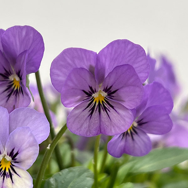 【お1人様1ポット】ビオラ:ビオレッタ ミスティックブルー3.5号ポット