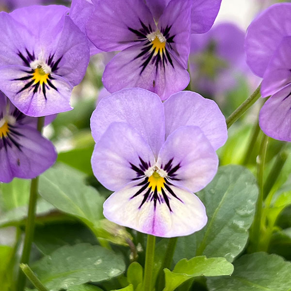 【お1人様1ポット】ビオラ:ビオレッタ ミスティックブルー3.5号ポット