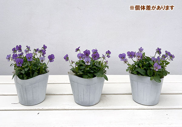 【お1人様1ポット】ビオラ:ビオレッタ ミスティックブルー3.5号ポット