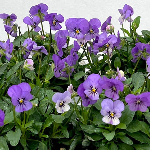 【お1人様1ポット】ビオラ:ビオレッタ ミスティックブルー3.5号ポット