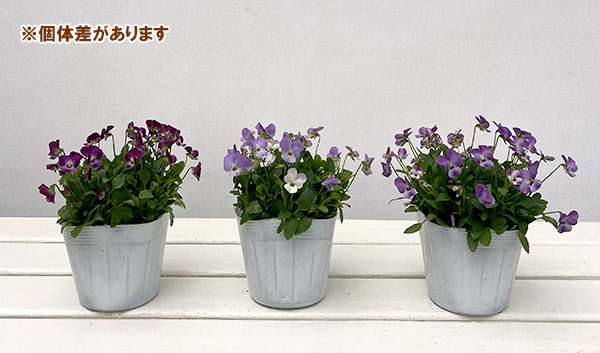 【お1人様1ポット】ビオラ:ビオレッタ シャイニングレープ3.5号ポット