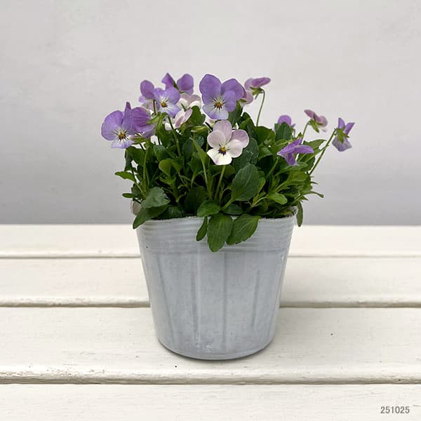 【お1人様1ポット】ビオラ:ビオレッタ シャイニングレープ3.5号ポット