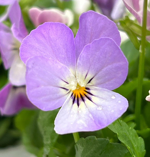 【お1人様1ポット】ビオラ:ビオレッタ シャイニングレープ3.5号ポット