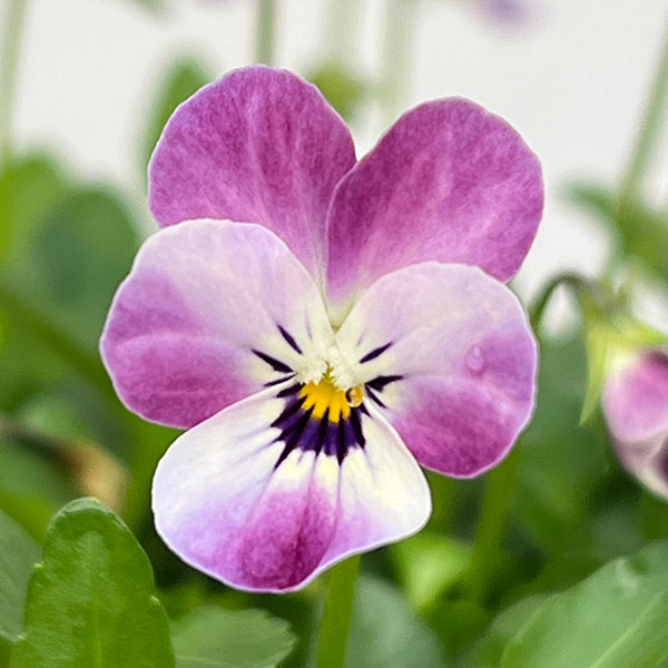 【お1人様1ポット】ビオラ:ビオレッタ シャイニングレープ3.5号ポット