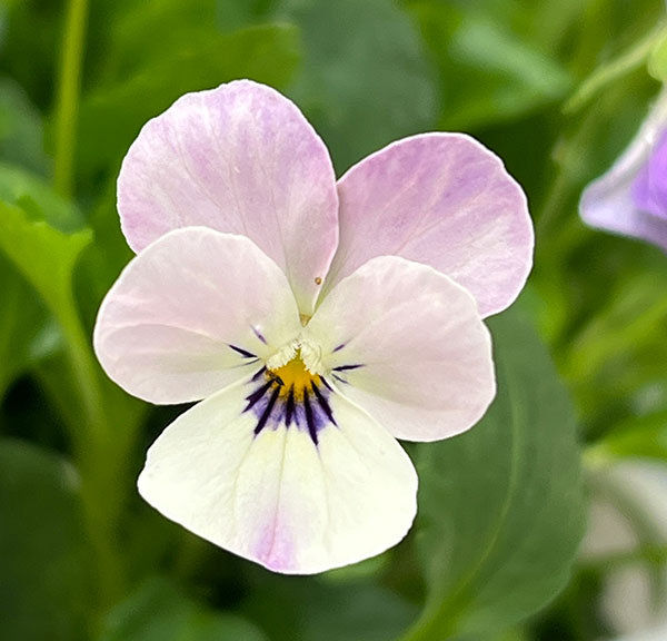 【お1人様1ポット】ビオラ:ビオレッタ シャイニングレープ3.5号ポット