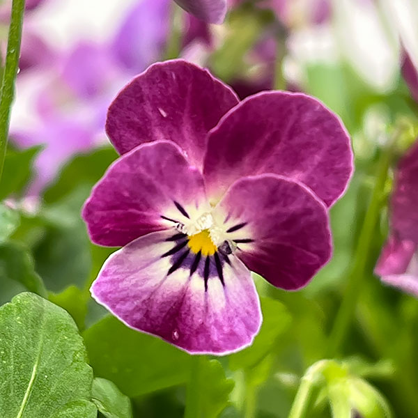 【お1人様1ポット】ビオラ:ビオレッタ シャイニングレープ3.5号ポット