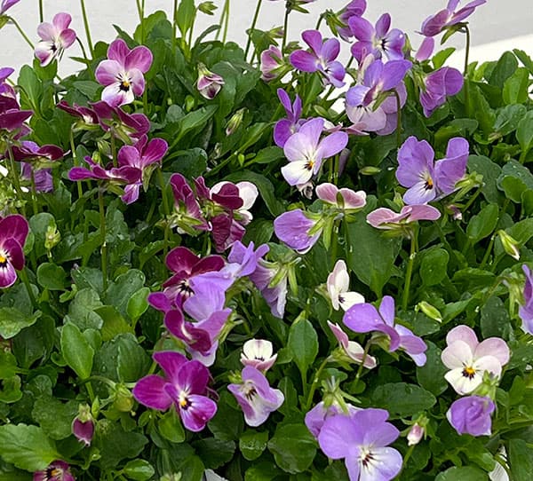 【お1人様1ポット】ビオラ:ビオレッタ シャイニングレープ3.5号ポット