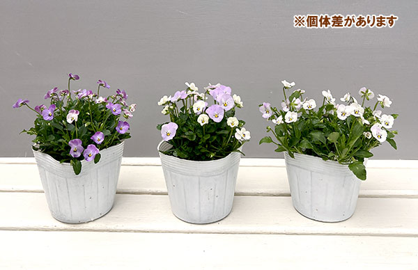 【お1人様1ポット】ビオラ:ビオレッタ ミニュチアビンテージ3.5号ポット