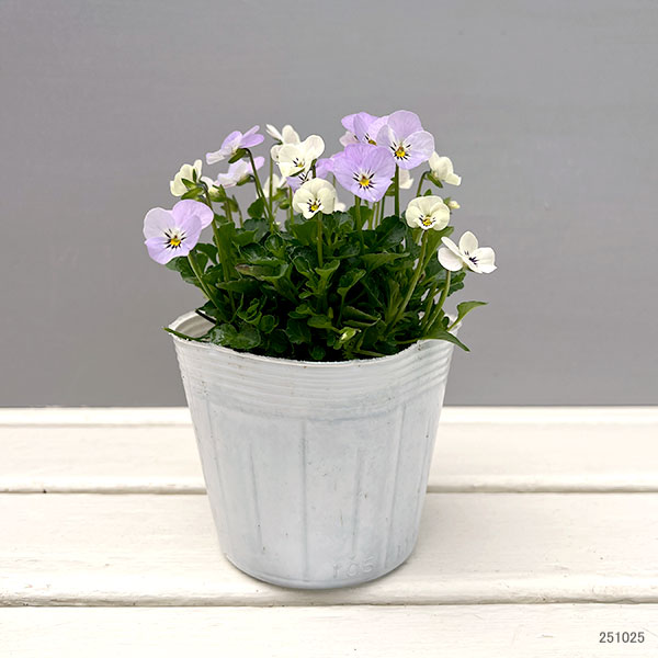 【お1人様1ポット】ビオラ:ビオレッタ ミニュチアビンテージ3.5号ポット