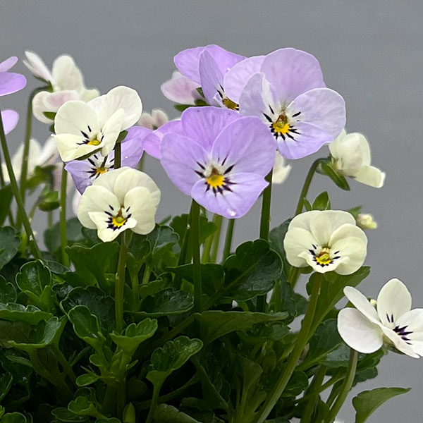 【お1人様1ポット】ビオラ:ビオレッタ ミニュチアビンテージ3.5号ポット