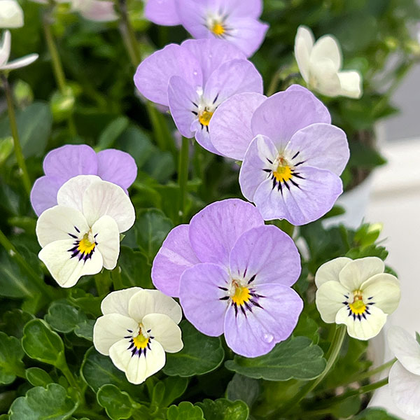 【お1人様1ポット】ビオラ:ビオレッタ ミニュチアビンテージ3.5号ポット