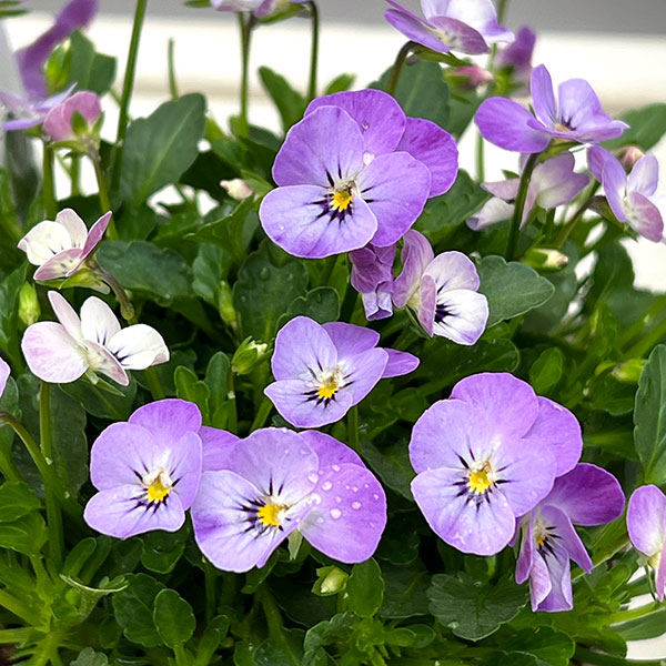 【お1人様1ポット】ビオラ:ビオレッタ ミニュチアビンテージ3.5号ポット