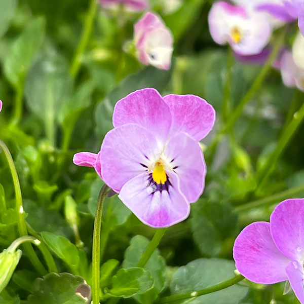 【お1人様1ポット】ビオラ:ビオレッタ ミニュチアビンテージ3.5号ポット