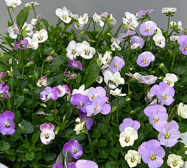 【お1人様1ポット】ビオラ:ビオレッタ ミニュチアビンテージ3.5号ポット