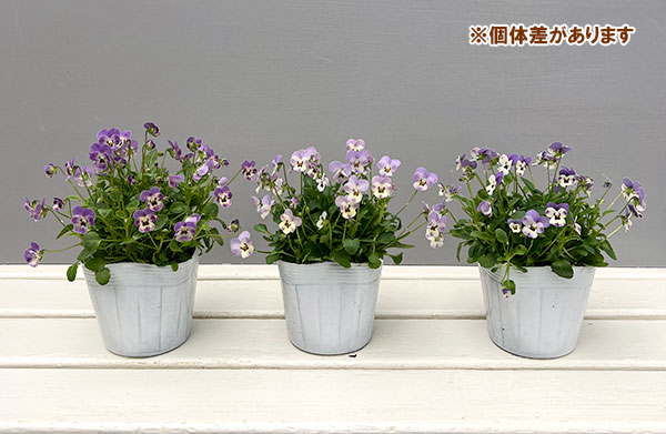 【お1人様1ポット】ビオラ:ビオレッタ ブルーチーク3.5号ポット