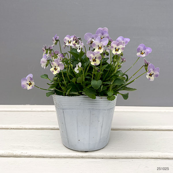 【お1人様1ポット】ビオラ:ビオレッタ ブルーチーク3.5号ポット