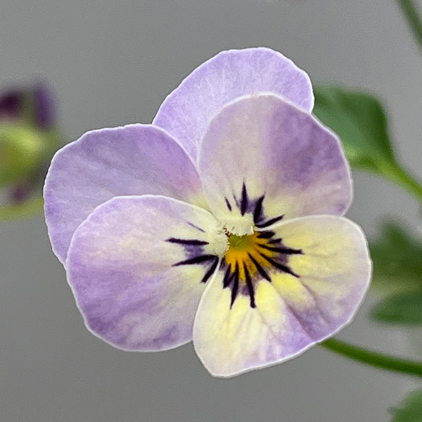 【お1人様1ポット】ビオラ:ビオレッタ ブルーチーク3.5号ポット