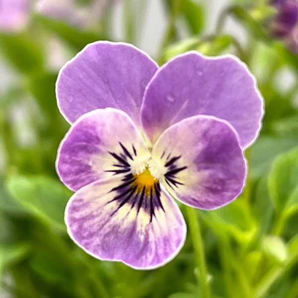 【お1人様1ポット】ビオラ:ビオレッタ ブルーチーク3.5号ポット