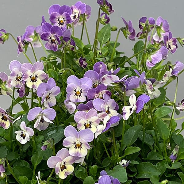 【お1人様1ポット】ビオラ:ビオレッタ ブルーチーク3.5号ポット