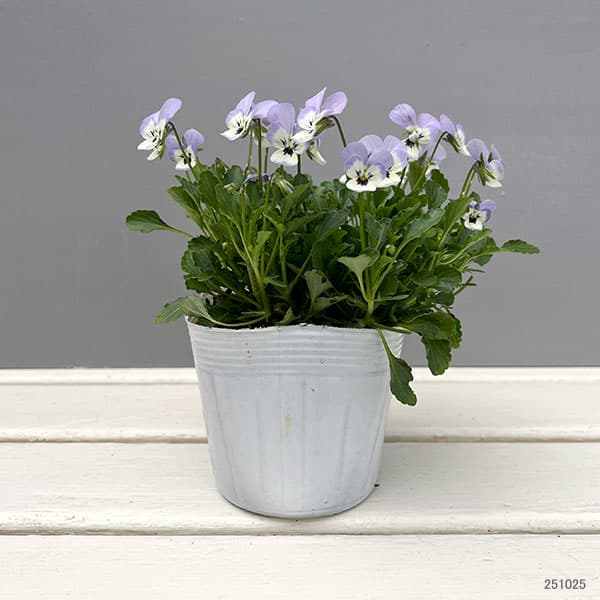 【お1人様1ポット】ビオラ:ビオレッタ ホリーブルー3.5号ポット