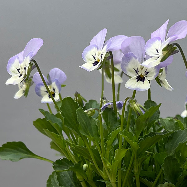 【お1人様1ポット】ビオラ:ビオレッタ ホリーブルー3.5号ポット