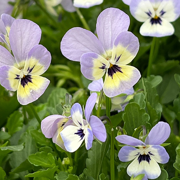 【お1人様1ポット】ビオラ:ビオレッタ ホリーブルー3.5号ポット